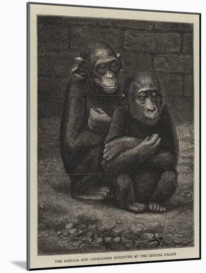 The Gorilla and Chimpanzee Exhibited at the Crystal Palace-null-Mounted Giclee Print