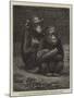 The Gorilla and Chimpanzee Exhibited at the Crystal Palace-null-Mounted Giclee Print