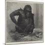 The Gorilla at the Zoological Society's Gardens-Charles Whymper-Mounted Giclee Print