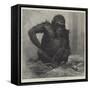 The Gorilla at the Zoological Society's Gardens-Charles Whymper-Framed Stretched Canvas
