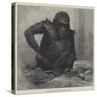 The Gorilla at the Zoological Society's Gardens-Charles Whymper-Stretched Canvas