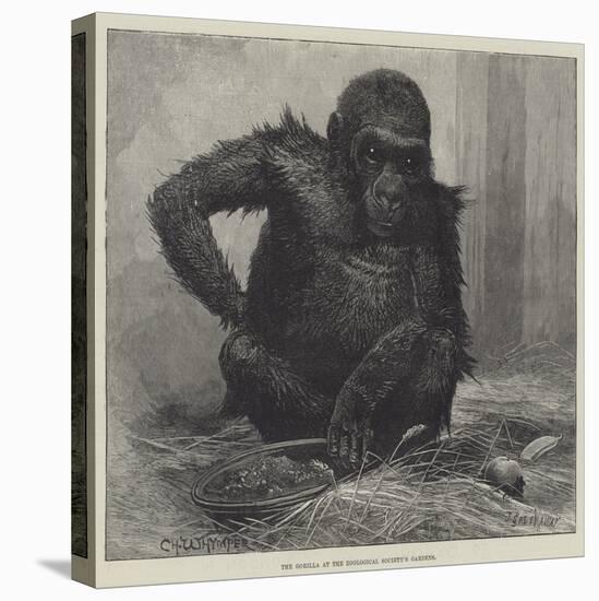 The Gorilla at the Zoological Society's Gardens-Charles Whymper-Stretched Canvas