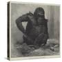 The Gorilla at the Zoological Society's Gardens-Charles Whymper-Stretched Canvas