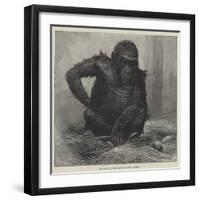 The Gorilla at the Zoological Society's Gardens-Charles Whymper-Framed Giclee Print