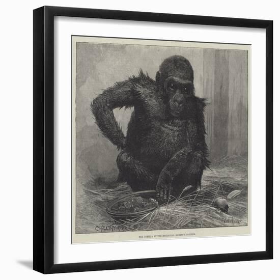 The Gorilla at the Zoological Society's Gardens-Charles Whymper-Framed Giclee Print