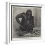 The Gorilla at the Zoological Society's Gardens-Charles Whymper-Framed Giclee Print