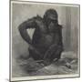The Gorilla at the Zoological Society's Gardens-Charles Whymper-Mounted Giclee Print