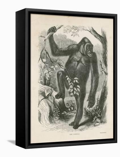The Gorilla, Frontispiece for Explorations and Adventures in Equatorial Africa by Paul B Du Chaillu-null-Framed Stretched Canvas