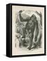 The Gorilla, Frontispiece for Explorations and Adventures in Equatorial Africa by Paul B Du Chaillu-null-Framed Stretched Canvas