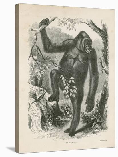 The Gorilla, Frontispiece for Explorations and Adventures in Equatorial Africa by Paul B Du Chaillu-null-Stretched Canvas