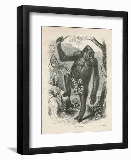 The Gorilla, Frontispiece for Explorations and Adventures in Equatorial Africa by Paul B Du Chaillu-null-Framed Premium Giclee Print