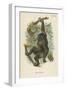 The Gorilla-null-Framed Giclee Print