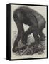 The Gorilla-null-Framed Stretched Canvas