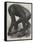 The Gorilla-null-Framed Stretched Canvas