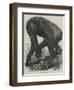 The Gorilla-null-Framed Giclee Print