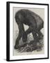 The Gorilla-null-Framed Giclee Print