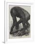 The Gorilla-null-Framed Giclee Print