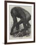 The Gorilla-null-Framed Giclee Print