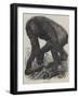 The Gorilla-null-Framed Giclee Print