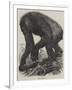 The Gorilla-null-Framed Giclee Print