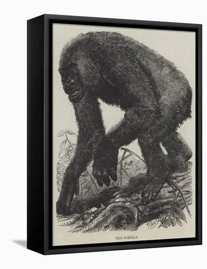 The Gorilla-null-Framed Stretched Canvas