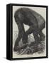 The Gorilla-null-Framed Stretched Canvas