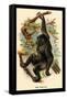 The Gorilla-G.r. Waterhouse-Framed Stretched Canvas