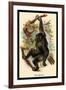 The Gorilla-G.r. Waterhouse-Framed Art Print