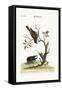 The Gowry Bird, 1749-73-George Edwards-Framed Stretched Canvas