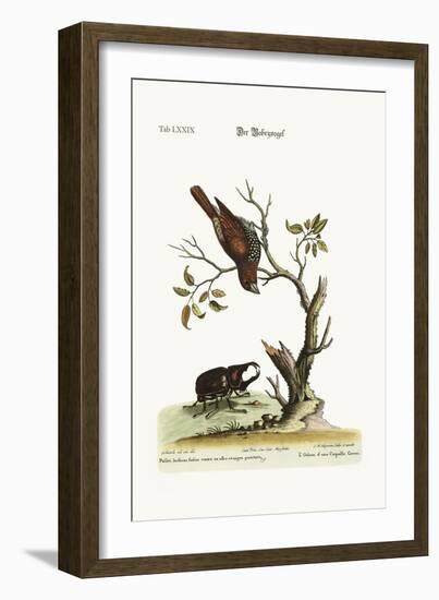 The Gowry Bird, 1749-73-George Edwards-Framed Giclee Print