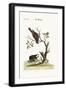 The Gowry Bird, 1749-73-George Edwards-Framed Giclee Print