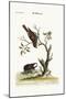 The Gowry Bird, 1749-73-George Edwards-Mounted Giclee Print