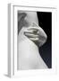 The Graces and Cupid, Detail of the Embrace and a Hand, 1820-22 (Carrara Marble)-Bertel Thorvaldsen-Framed Giclee Print