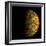 The Grail Free-Air Gravity Map of the Moon-null-Framed Photographic Print