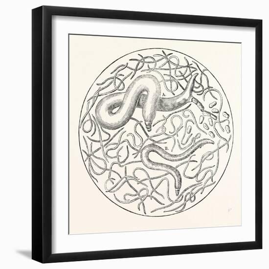 The Grain Worms Vibrio Tritici-null-Framed Giclee Print