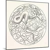 The Grain Worms Vibrio Tritici-null-Mounted Giclee Print