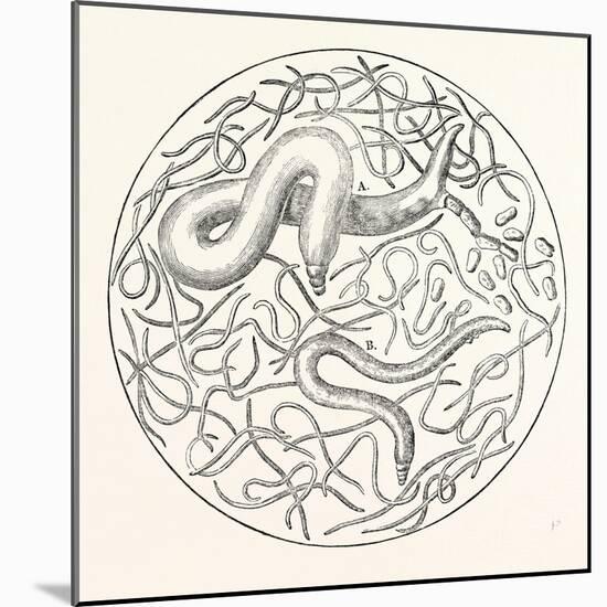 The Grain Worms Vibrio Tritici-null-Mounted Giclee Print