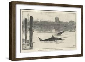 The Grampus in the Thames on Tuesday Last, Sketched Off Chelsea-Davidson Knowles-Framed Giclee Print