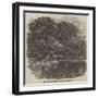 The Grave of Mr Charles Waterton-null-Framed Giclee Print