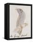 The Gray Bird, from "Sixteen Drawings of Comic Birds"-Edward Lear-Framed Stretched Canvas