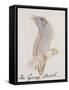 The Gray Bird, from "Sixteen Drawings of Comic Birds"-Edward Lear-Framed Stretched Canvas