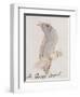 The Gray Bird, from "Sixteen Drawings of Comic Birds"-Edward Lear-Framed Premium Giclee Print