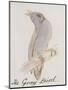 The Gray Bird, from "Sixteen Drawings of Comic Birds"-Edward Lear-Mounted Premium Giclee Print