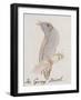 The Gray Bird, from "Sixteen Drawings of Comic Birds"-Edward Lear-Framed Giclee Print