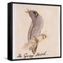 The Gray Bird-Edward Lear-Framed Stretched Canvas