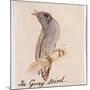 The Gray Bird-Edward Lear-Mounted Giclee Print