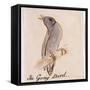 The Gray Bird-Edward Lear-Framed Stretched Canvas