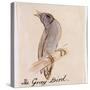 The Gray Bird-Edward Lear-Stretched Canvas