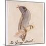 The Gray Bird-Edward Lear-Mounted Giclee Print