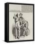 The Great American Dog Prince-Harrison William Weir-Framed Stretched Canvas